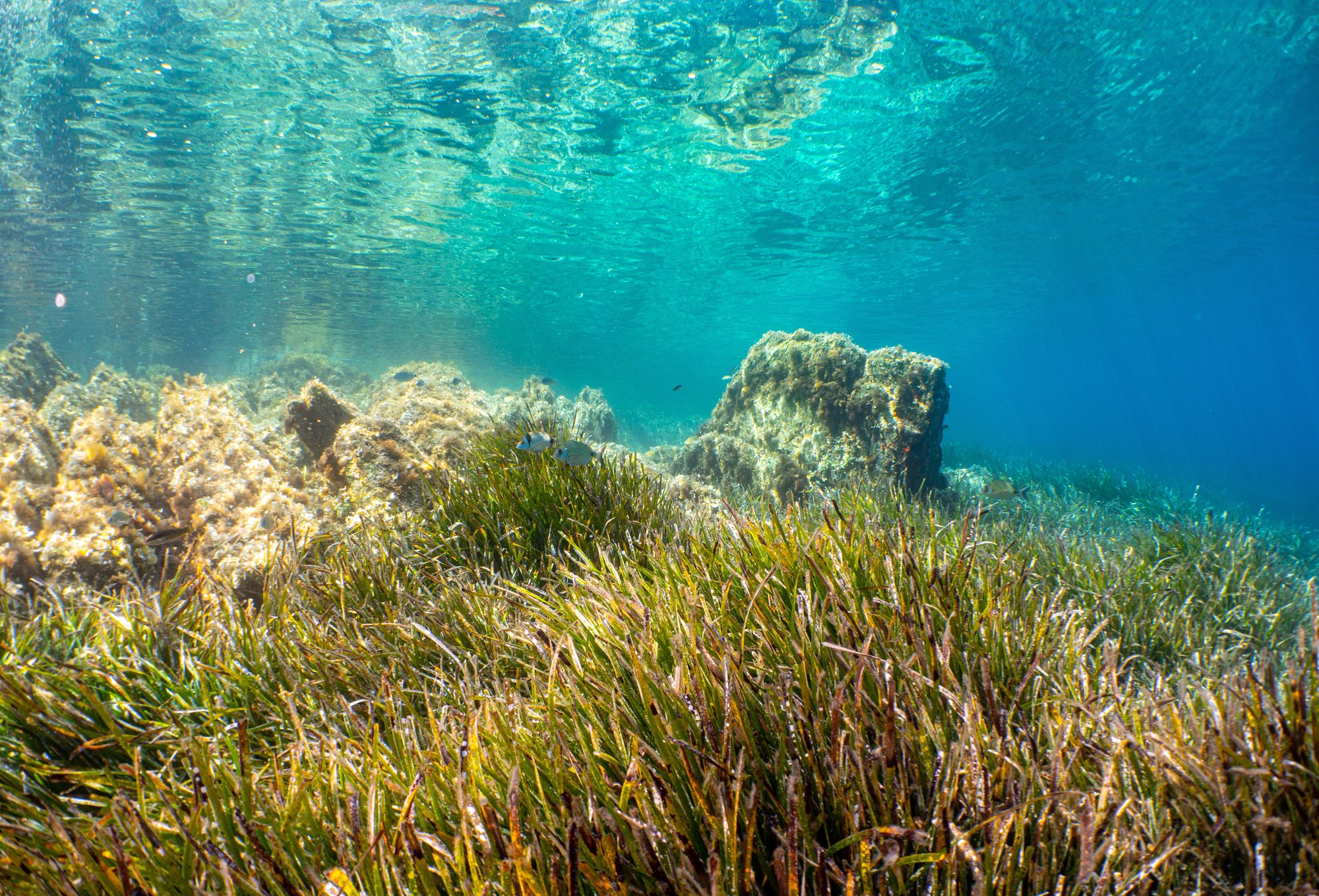 Snorkling Port Cros